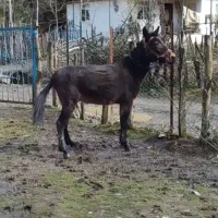 قاطر‌نرکی۵سال