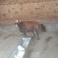 شک قوچ افشار