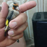 سیره نر|پرنده|شهریار, شهرک بهاران (ویره)|دیوار