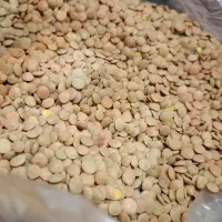پخش عمده عدس روسی