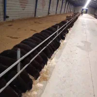 خانواده جهت کار شب در دامداری گوسفند( اردبیل)