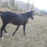اسب یورقه .ترکمن عرب|اسب و تجهیزات اسبسواری|فیروزکوه, |دیوار