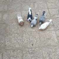 کبوتر