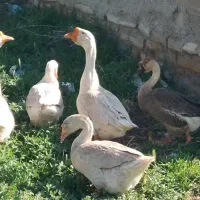 ۴ عدد قو قاز نرو ماده لیندا|حیوانات مزرعه|ارومیه, |دیوار