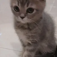 گربه اسکاتیش بریتیش