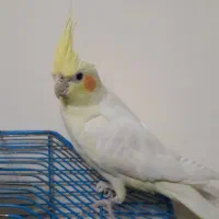 عروس هلندی به شرط سالم و دستی و درشت اندام