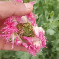 ازین گل و گیاه دارم