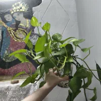 پتوس آپارتمانی قلمه۱۰و۲۰برگ ۳۰ تومن|گل و گیاه طبیعی|مشهد, موعود|دیوار
