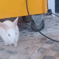 دوعدد خرگوش اهلی سالم