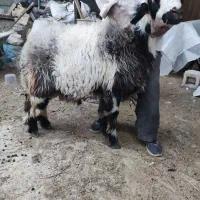 بره  کوهه  برای قوچی  بذری  تخمی  مال درجه یک|حیوانات مزرعه|شیراز, شهرک سعدی|دیوار