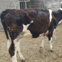 گوساله ماده سیمیتال