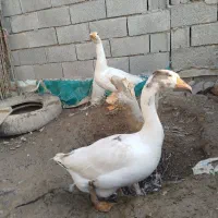 غاز|حیوانات مزرعه|گمیشان, |دیوار