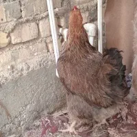 مرغ جوان فروشی تخم گذار