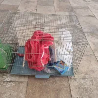 قفس پرنده