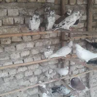 کفتر نرو ماده