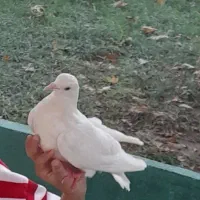 کبوتر گمشده