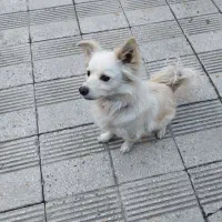 سگ اشپیتز|سگ|کرمانشاه, |دیوار