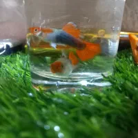 ماهی گوپی کوی مولد