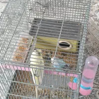 فروش دو عدد مرغ عشق خوش رنگ