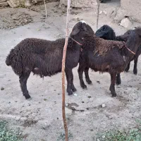 گوسفند زنده|حیوانات مزرعه|زنجانرود, |دیوار