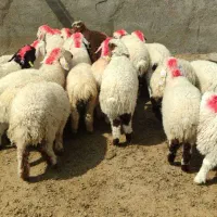 بره قاینی سفید خوشگل