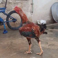 خروس لاری اصل