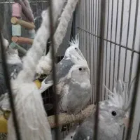 عروس هلندی نژاددار مفت مفت