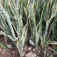 سانسوریا شمشیری ابلق ریشه لخت|گل و گیاه طبیعی|آمل, |دیوار