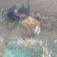 بوقلمون نر چاق چاق چاق|حیوانات مزرعه|مرند, |دیوار