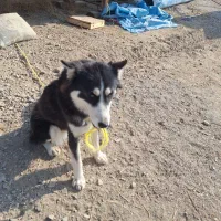 سگ هاسکی شیطون و بازیگوش|سگ|شاندیز, |دیوار