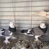 کبوتر|پرنده|خمینی‌شهر, |دیوار