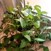 گل آپارتمانی