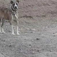 سگ ماده|سگ|رشتخوار, |دیوار