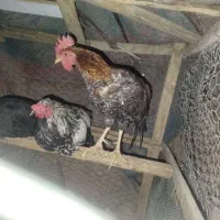 فروش خروس زات کورد