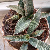 سانسوریا کلکسیونی|گل و گیاه طبیعی|کرمانشاه, |دیوار