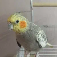 دو عدد عروس هلندی با قفس پایه‌دار|پرنده|مشهد, هفده شهریور|دیوار