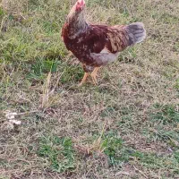 خروس و کاتیک۴۰۰تومن|حیوانات مزرعه|سیاهکل, |دیوار