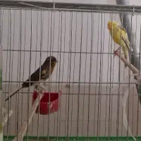 فروش قناری|پرنده|اردکان, |دیوار