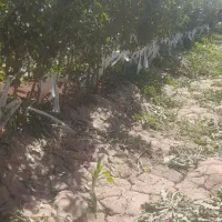 نهال بادام و...