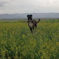 سگ رمتاز
