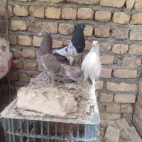 طوقی دمسفید دمسیاه کله الماسی پرشی گرگی کله دمبی|پرنده|مبارکه, |دیوار