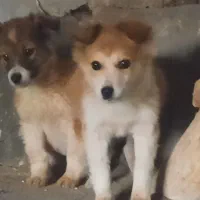 پاکوتاه نژاد دار