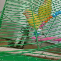 طوطی برزیلی