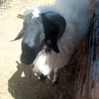 گوسفند
