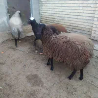 گوسفند نر برای نسل کشی