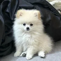 پامر ۴ ماهه فوق العاده زیبا و بازیگوش