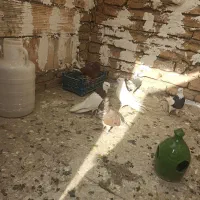 یک جفت طوقی