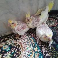 فروش سه عدد جوجه عروس هلندی به قیمت عمده..