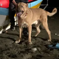 واگذاری سگ عراقی پژدر