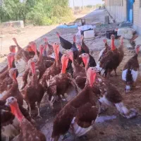 فروش بوقلمون